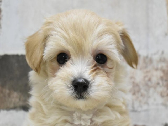 広島県のハーフ犬 (ペッツワン広島LECT店/2024年3月27日生まれ/男の子/クリーム)の子犬